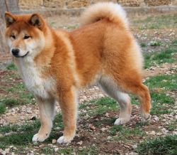 picture of dog