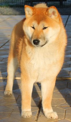 picture of dog