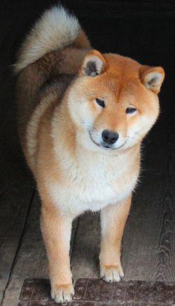 picture of dog