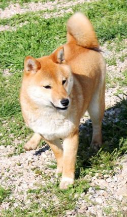 picture of dog