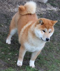 picture of dog