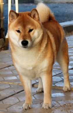 picture of dog