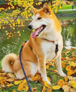 picture of dog