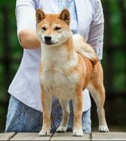 picture of dog