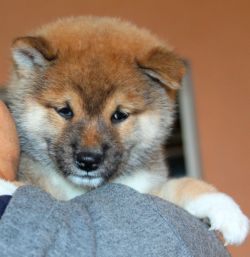 picture of dog