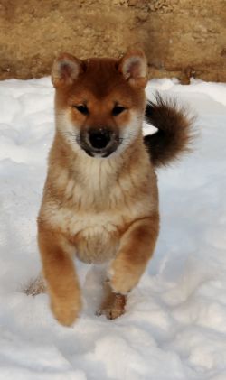 picture of dog