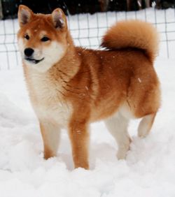 picture of dog