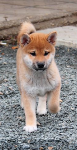 picture of dog