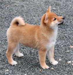 picture of dog