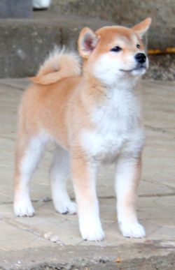 picture of dog