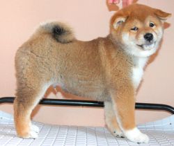 picture of dog