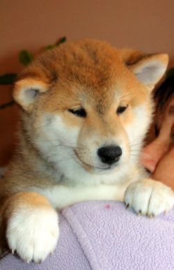 picture of dog