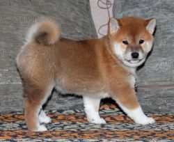picture of dog