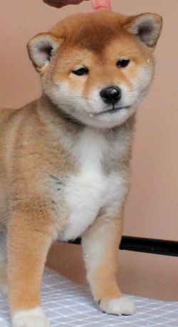 picture of dog