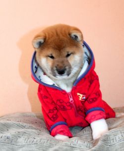 picture of dog