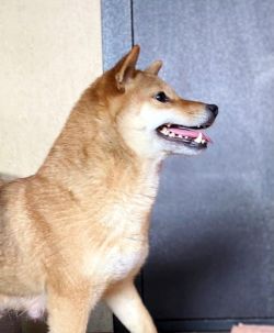 picture of dog