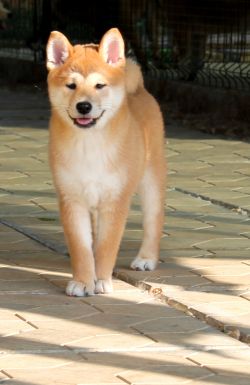 picture of dog