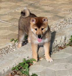 picture of dog