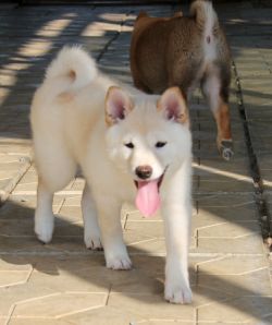 picture of dog