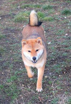 picture of dog