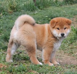 picture of dog