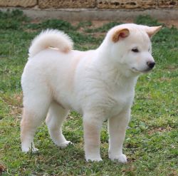 picture of dog
