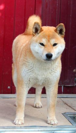 picture of dog