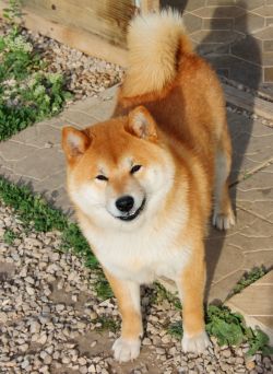 picture of dog