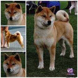 picture of dog