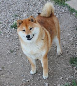 picture of dog