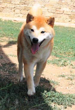 picture of dog