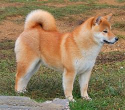 picture of dog