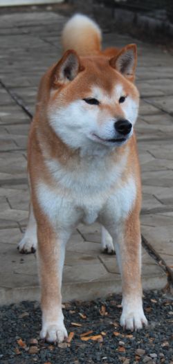 picture of dog