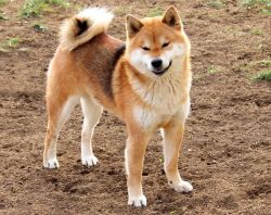 picture of dog