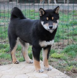 picture of dog