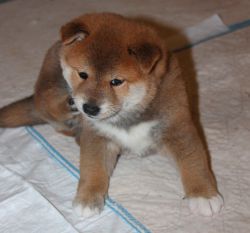 picture of dog