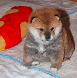 picture of dog