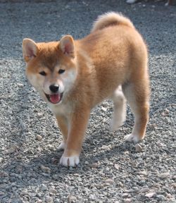 picture of dog