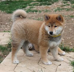 picture of dog