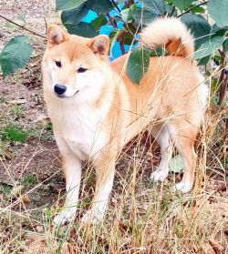 picture of dog