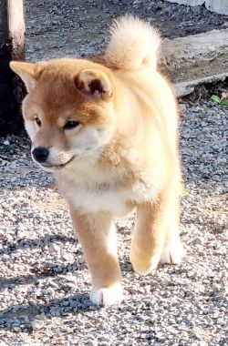 picture of dog