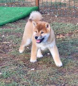picture of dog