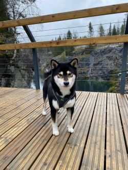 picture of dog