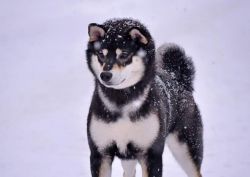 picture of dog