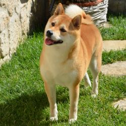 picture of dog