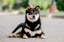picture of dog