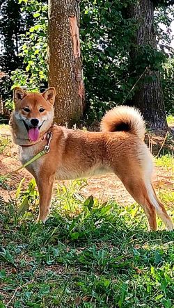 picture of dog