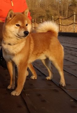 picture of dog