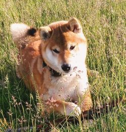 picture of dog