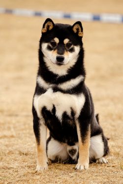 picture of dog